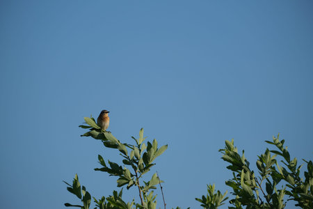 Whinchat bird in nature on branch, natural environment