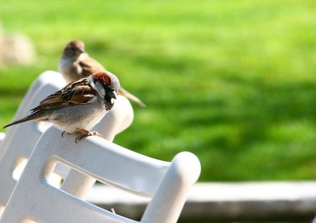 Sparrows in the spring parkの写真素材