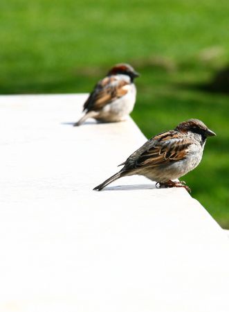 Sparrows in the spring parkの写真素材