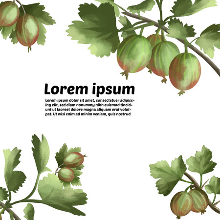 Watercolor background with gooseberry: branch of gooseberry, berries and leaves.のイラスト素材