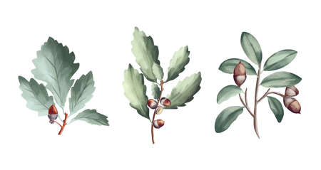 Green oak leaves and acorns. Oak crown. California red oak branch. A branch of a deciduous tree.のイラスト素材