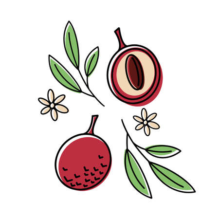 Lychee fruit set. Whole tropical fruits, half, peeled and green leaves isolated on white background. Vector illustration in cartoon style. Flat design.のイラスト素材