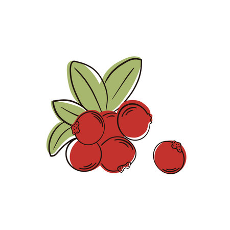 Cranberry isolated on white background. Branch with red berries and green leaves.