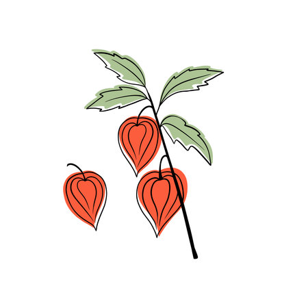 Physalis branches vector set on white backgroundのイラスト素材