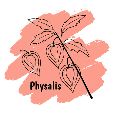Physalis branches vector set on white backgroundのイラスト素材