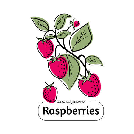 Hand drawn ink outline raspberry with color spots.のイラスト素材