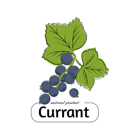 Vector illustrations. Set of minimalistic fruit posters or price tags.のイラスト素材