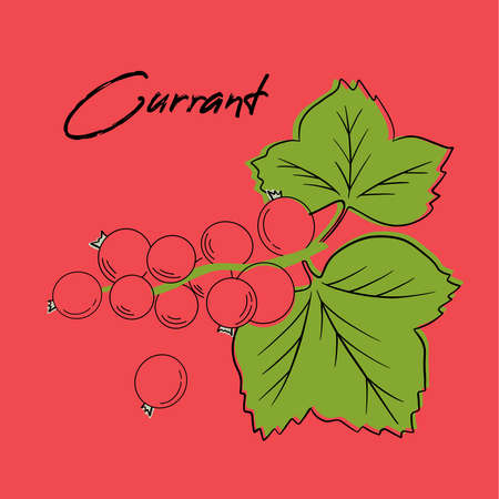 Red Ribes. Black currant. Red currants on a branch.のイラスト素材