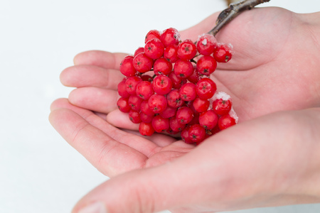 Rowan branch on the palms of the young personの写真素材