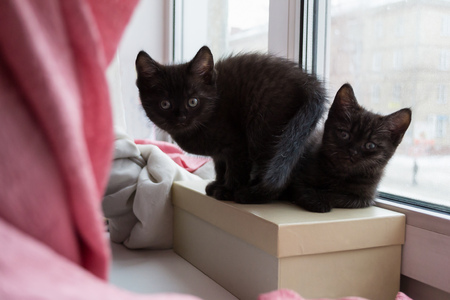 kittens sitting by the window. kitten looking at the camera.の写真素材