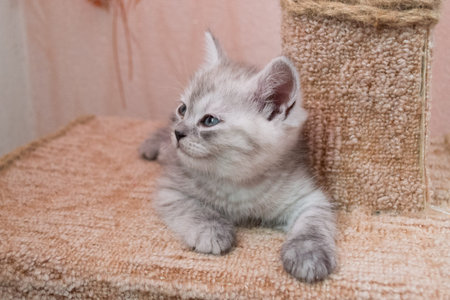 nice cute striped british kitten with blue eyeslying on the cat house looking to the sideの写真素材