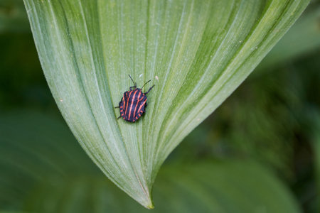 red-black striped bedbug on a green leaf in the forestの写真素材