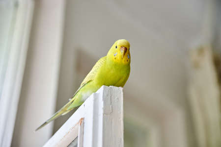 Close up of a Budgerigar parakee isolated on white background close upの写真素材