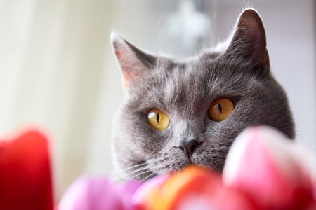 cat with lots of colorful tulips closeupの写真素材