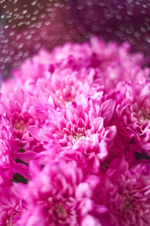Close-up of a bouquet of pink chrysanthemums, selective focus. Floral pattern, objectの写真素材