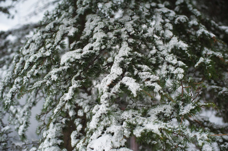 texture of the snow-covered fir treeの写真素材