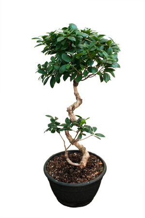 Ficus in pot isolated on white backgroundの写真素材