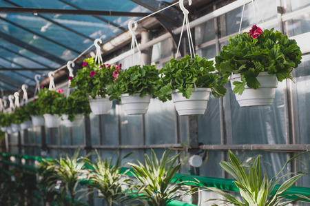 Flowers hanging in a pot in the greenhouseの写真素材