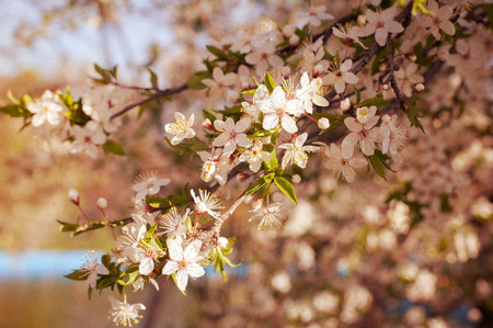  branch of a flowering treeの写真素材