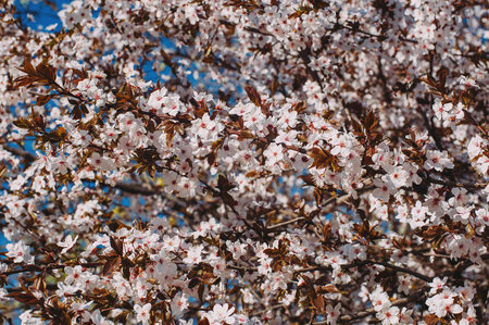 flowering tree branches backgroundの写真素材