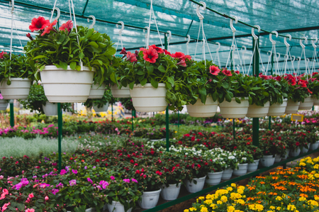 Flowers hanging in a pot in the greenhouseの写真素材