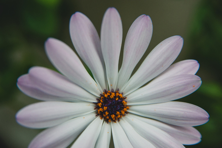 Osteospermum flower macroの写真素材