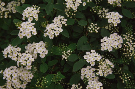 White flowers of shrub Spiraea