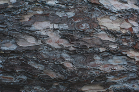 texture of tree bark sycamore