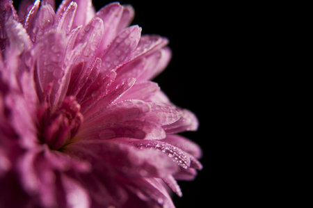 Pink flower of aster with drops of dew on a black background. Place for text. Beautiful art macro photo.の写真素材