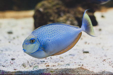 Aquarium fish - Acanthurus bariene. Black-spot surgeonfish