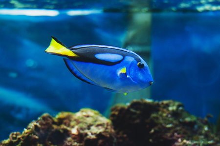 Fish blue surgeonfish paracanthurus hepatus or blue tang, regal tang, palette surgeonfish.