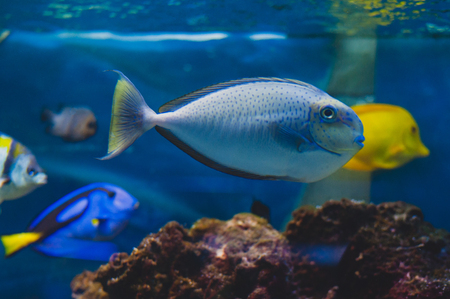 Aquarium fish - Acanthurus bariene. Black-spot surgeonfishの写真素材