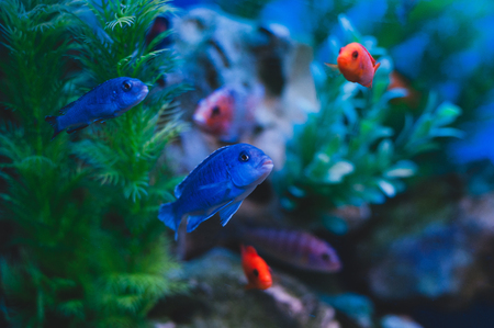 Aquarium fish - Cichlids. Fish from the family Cichlidae in the order Perciformes.の写真素材
