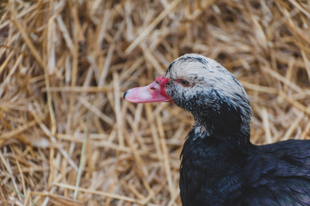 Black and white duck on straw background. Rustic life.の写真素材