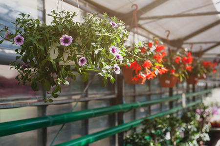 Purple petunias flowers hanging in a pot in the greenhouse.の写真素材