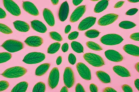 Green leaves acacia floral pattern on a pink background.の写真素材