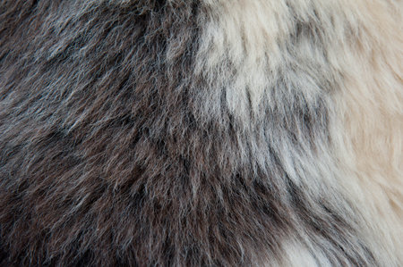 White and brown soft sheep wool texture background. Fluffy fur.
