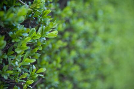 Green bush bokeh for backgroundの写真素材