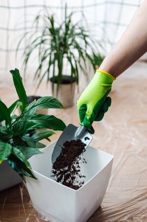 Man gardener transplanting houseplant Spathiphyllum. Preparing soil - pours the earth into a pot. Home gardening concept.の写真素材