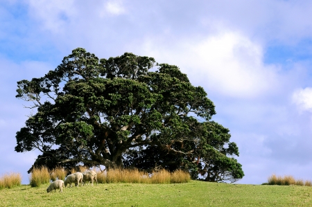 3 sheep grazing by a tree in a serene natural environment on the top a hill on the island Urupukapuka Island in Bay of Islands, New Zealand.の写真素材
