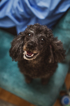 Cute black poodle dog is sitting on the sofa.の写真素材