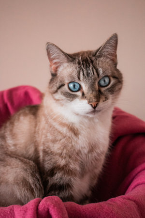 Grey striped cat with bright blue eyes.の写真素材