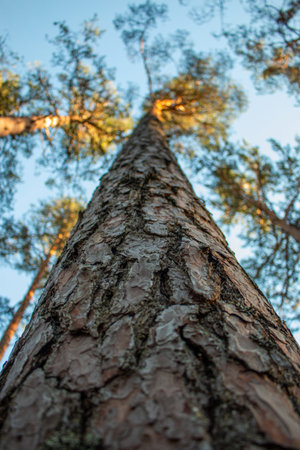 A close-up of a tree trunk from a low angle