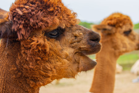 A brown alpaca head portrait with mouth open and another alpaca in the background
