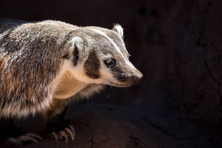 A ring-tailed lemur portrait with sun shining on face and a dark black backgroundの写真素材