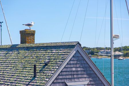 Seagull on chimney of oceanfront building on Martha's Vineyard in Massachusettsの写真素材