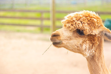 Brown alpaca head portrait with fence in background and grass in mouthの写真素材