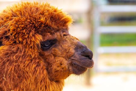 A reddish brown furry alpaca profile with blurry fence in background at farmの写真素材