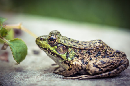 Green frog (Lithobates clamitans) closeup on rock next to small leaf