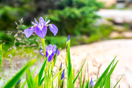 Purple Iris Flowers blooming in Acadia National Park, Maine, USA